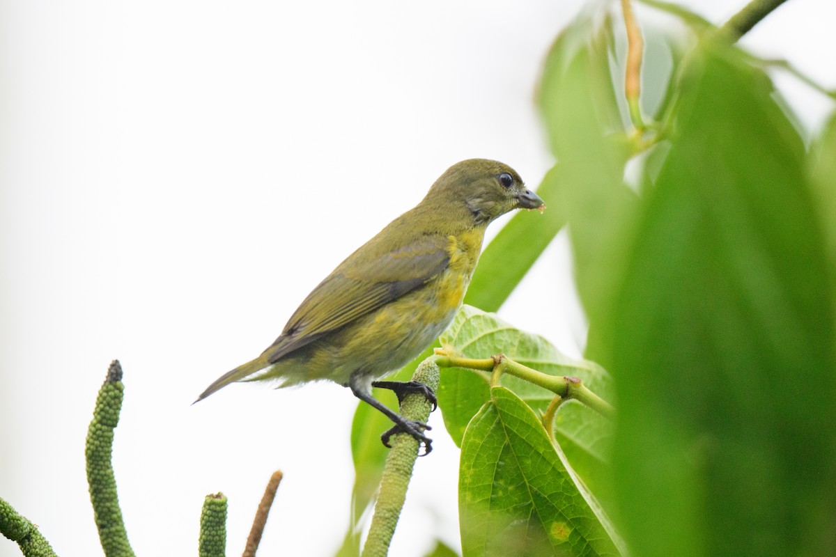 Yellow-throated Euphonia - ML620493984