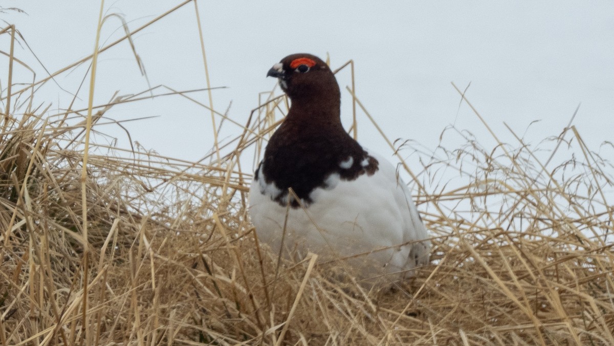 Moorschneehuhn - ML620493985