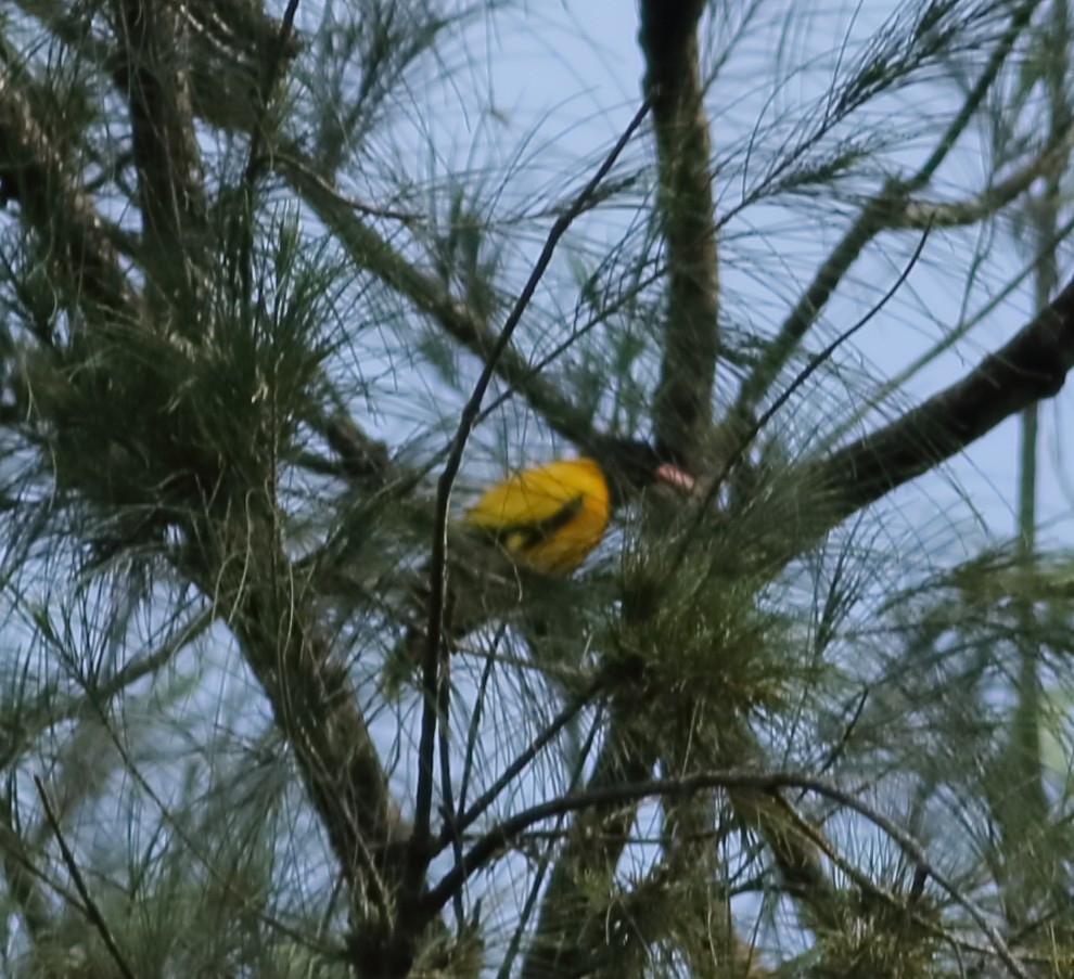 Black-hooded Oriole - ML620493988