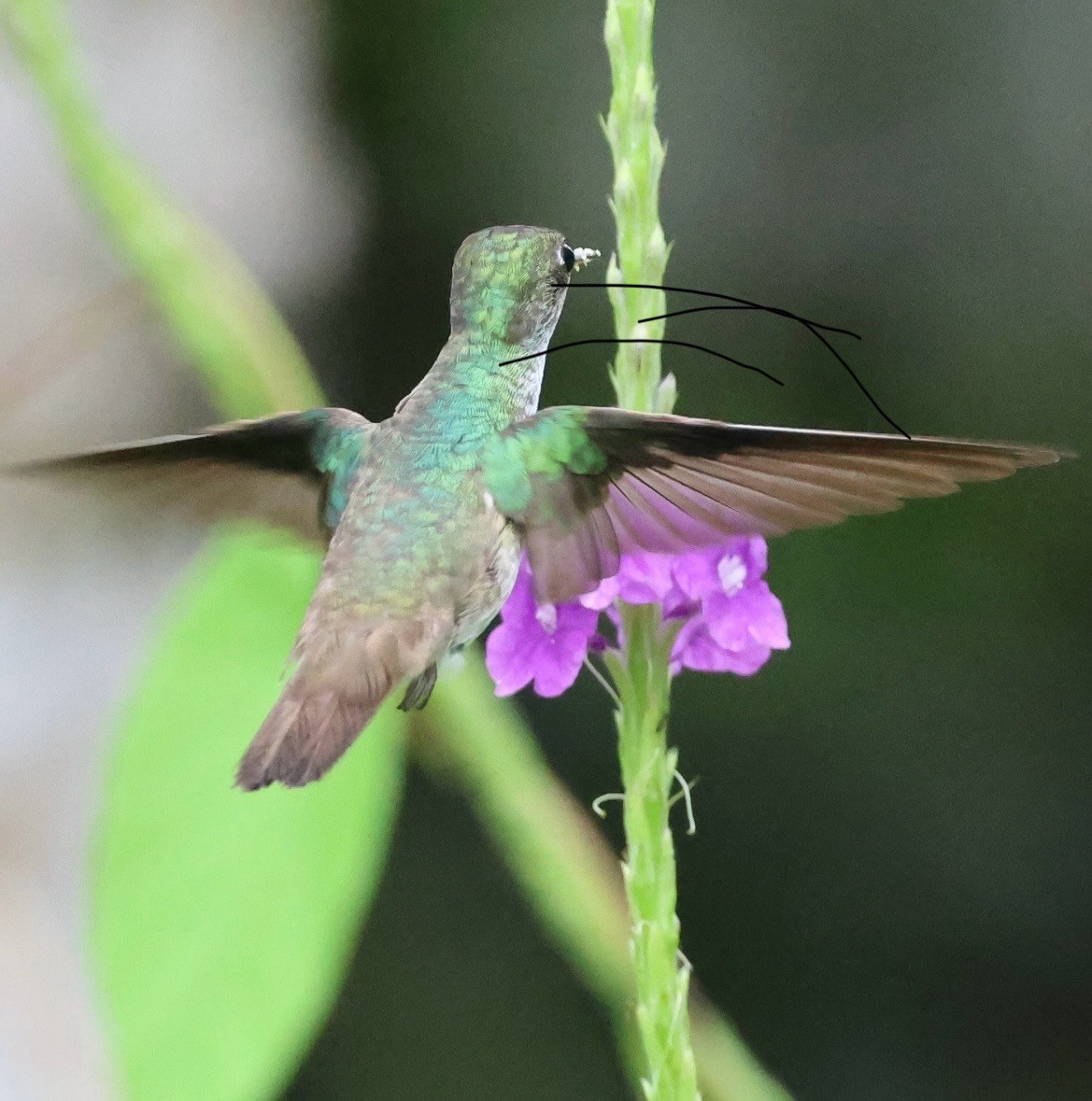 White-bellied Emerald - ML620493989