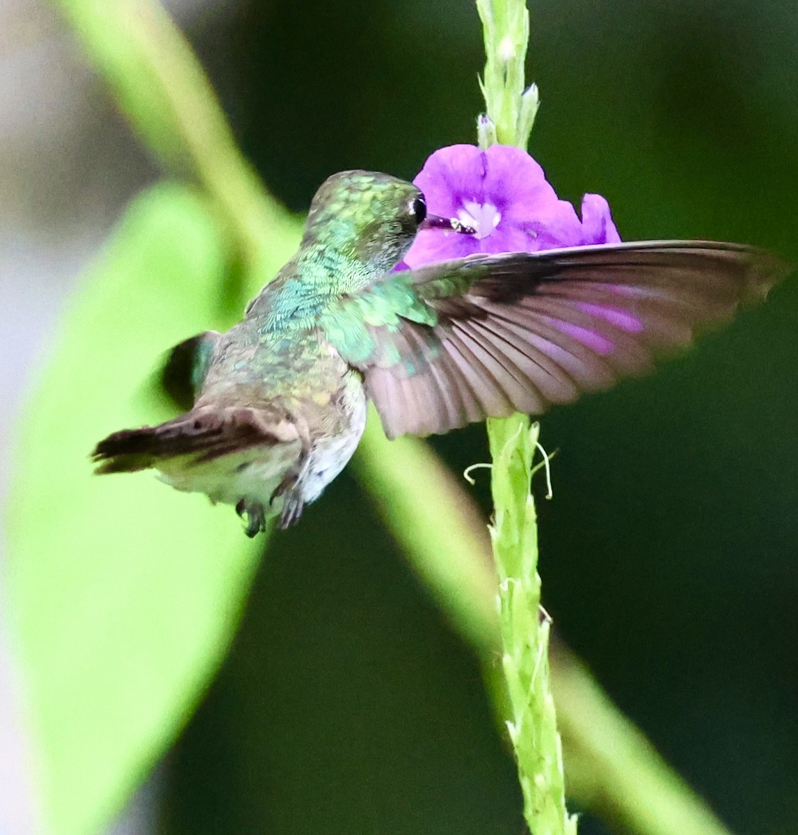 White-bellied Emerald - ML620493990