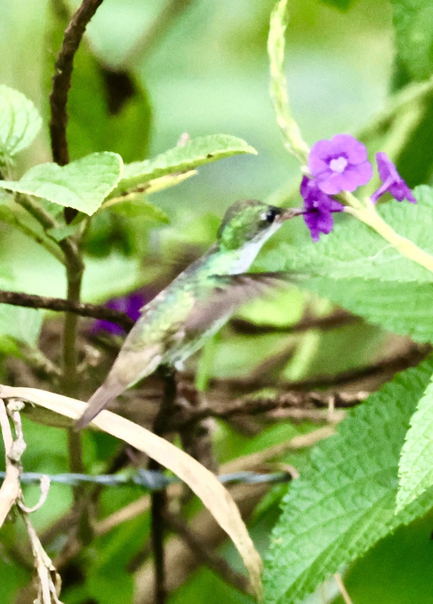 White-bellied Emerald - ML620493992