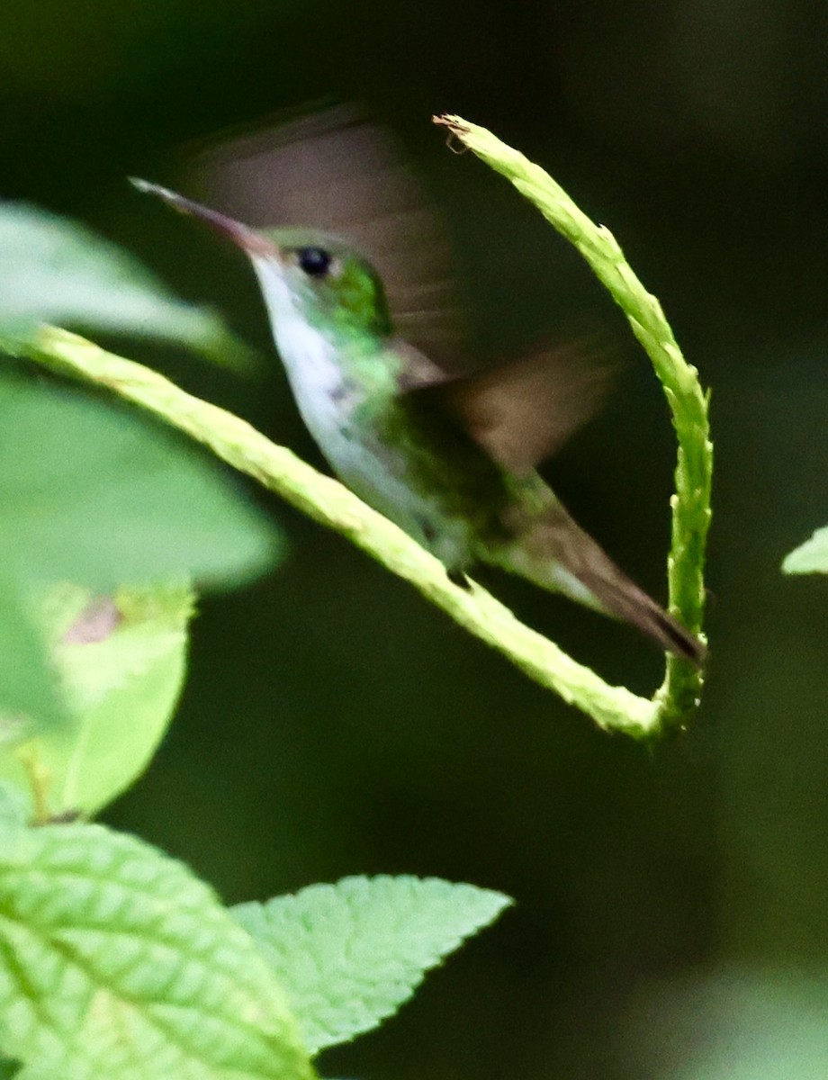 White-bellied Emerald - ML620493993