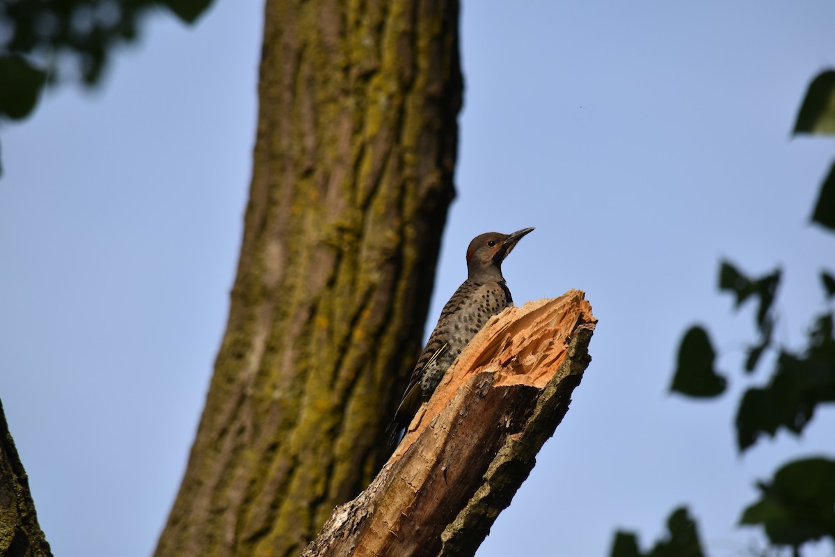 Northern Flicker (Yellow-shafted) - ML620494001