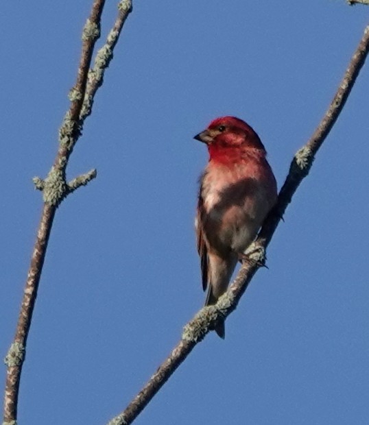 Purple Finch - ML620494007