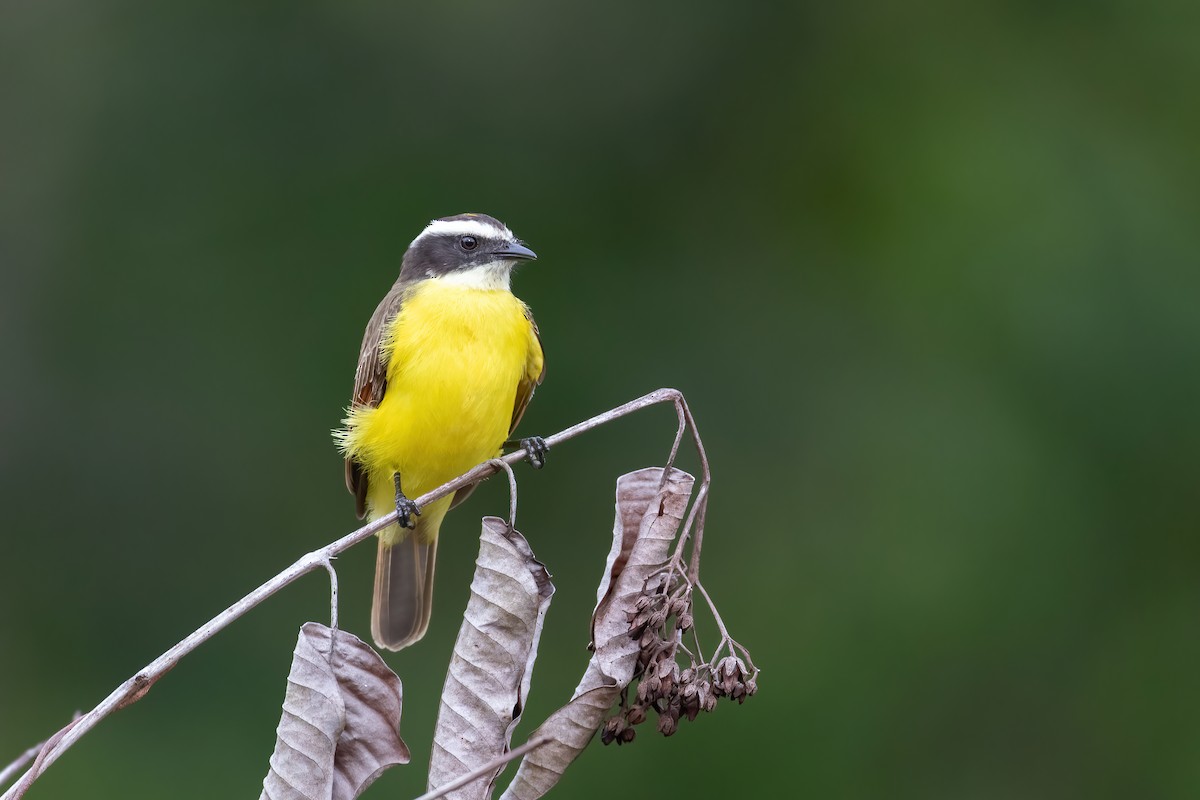 Rusty-margined Flycatcher - Andre Moncrieff