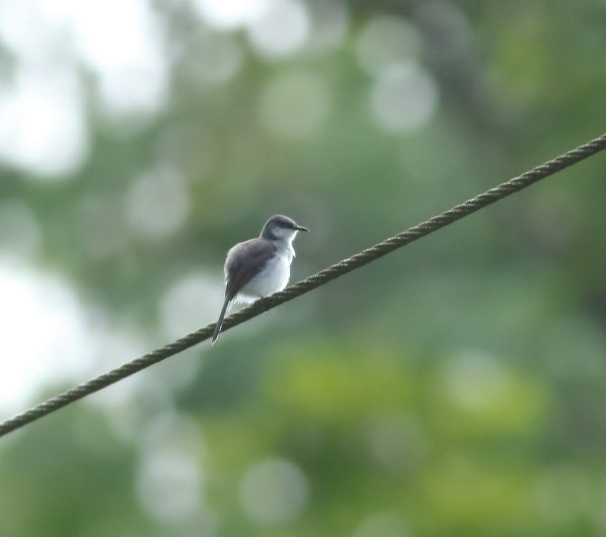 gråbrystprinia - ML620494011