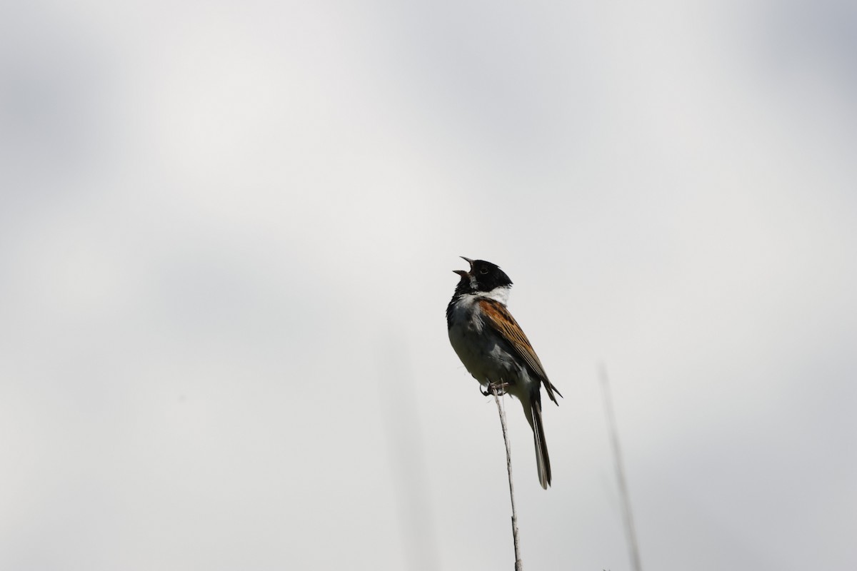 Reed Bunting - ML620494012