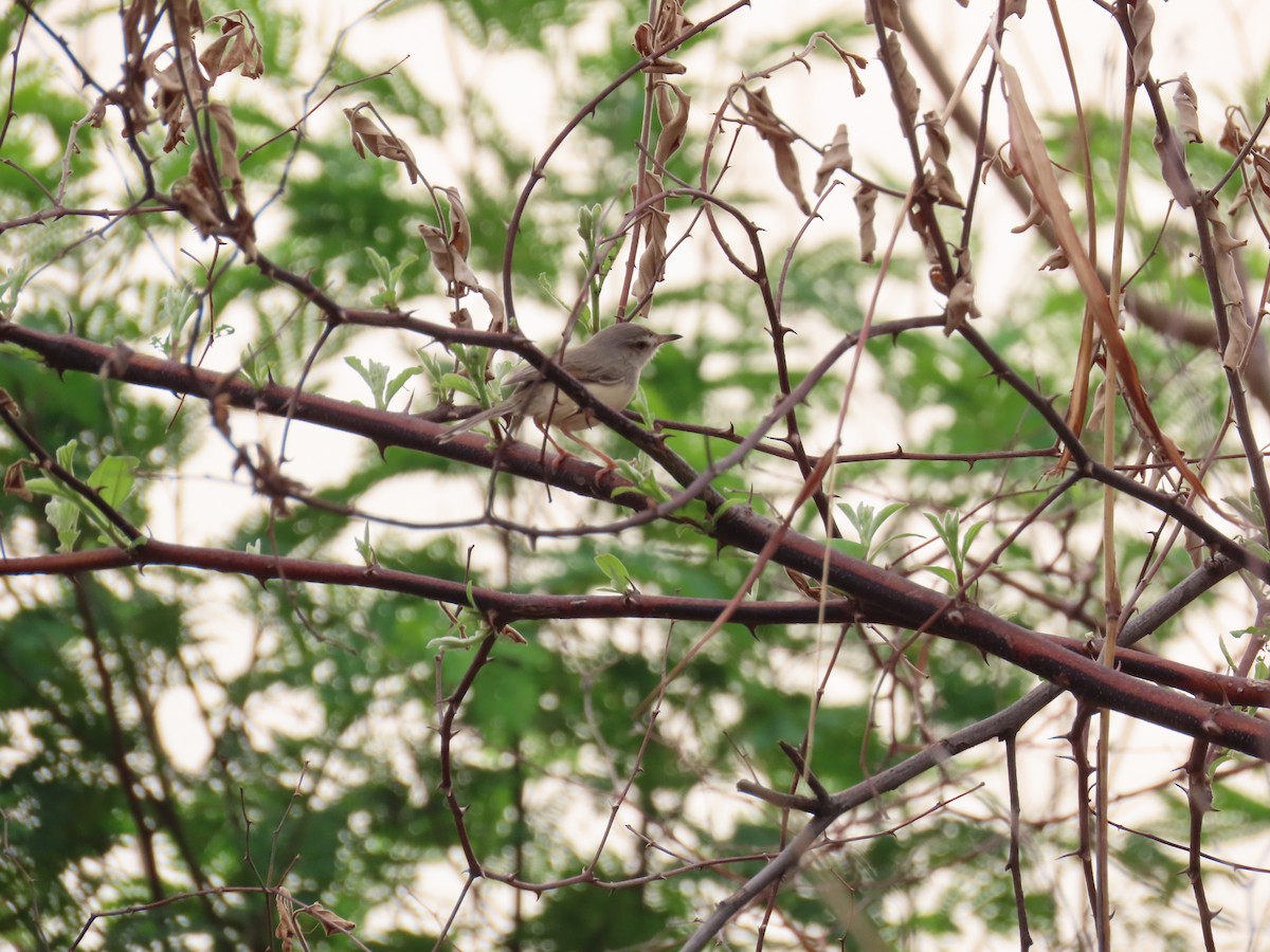 Plain Prinia - ML620494015