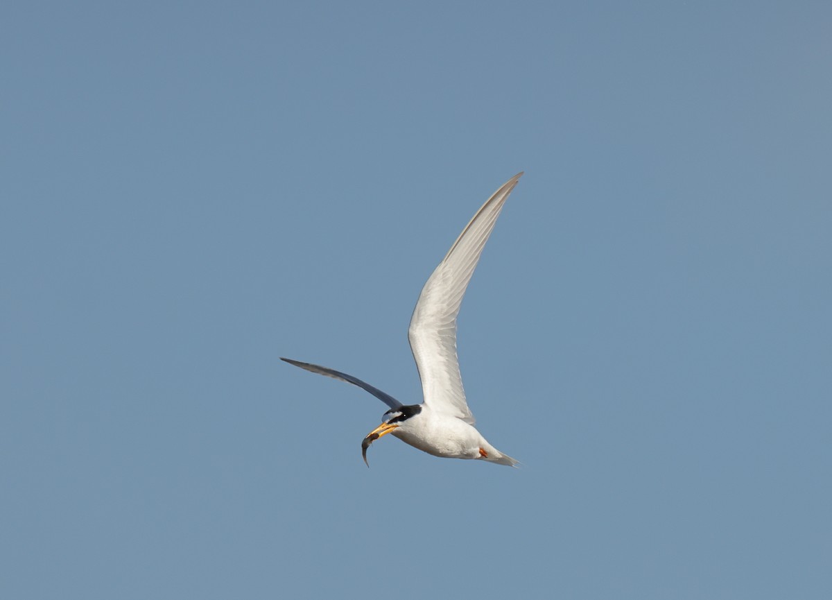 Little Tern - ML620494018