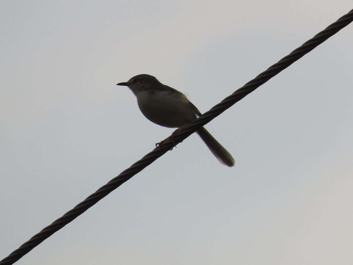 Plain Prinia - ML620494021