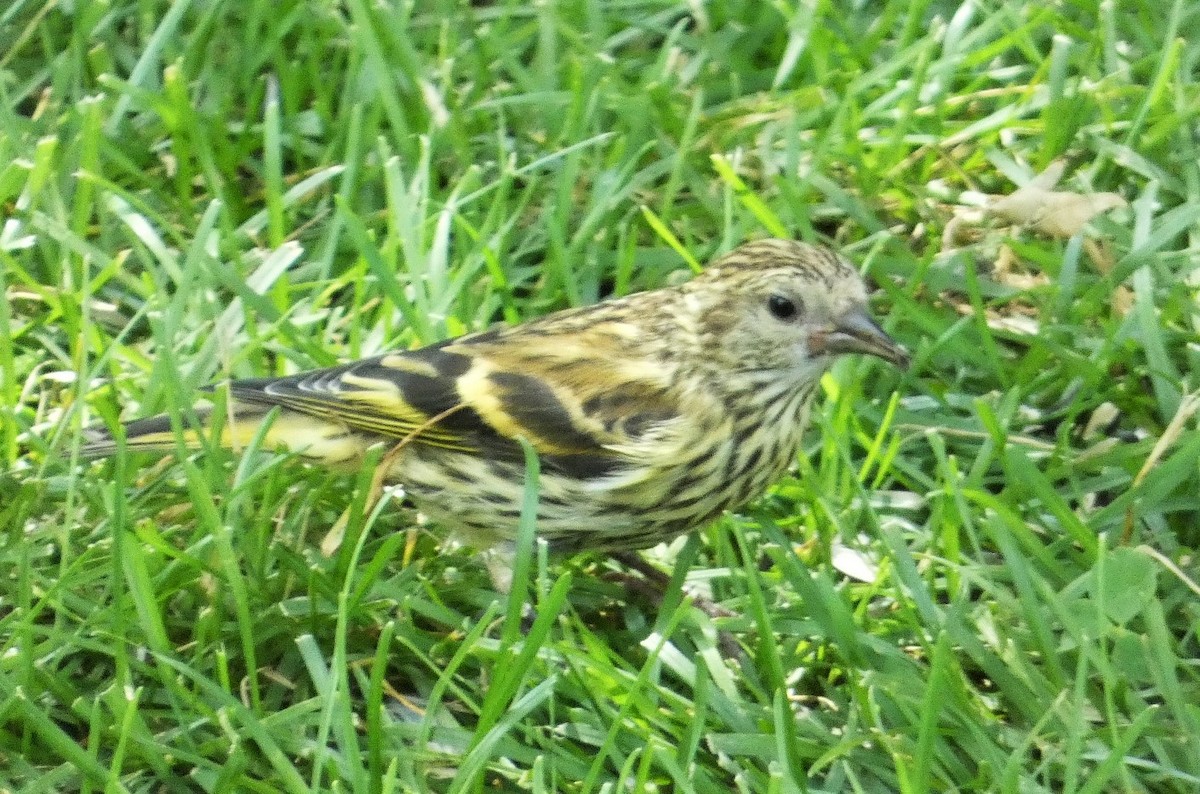 Pine Siskin - ML620494022