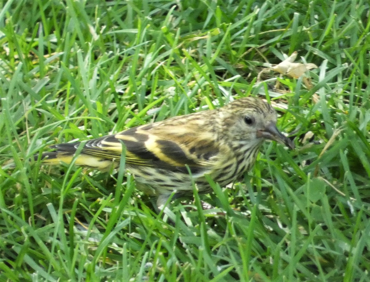 Pine Siskin - ML620494023