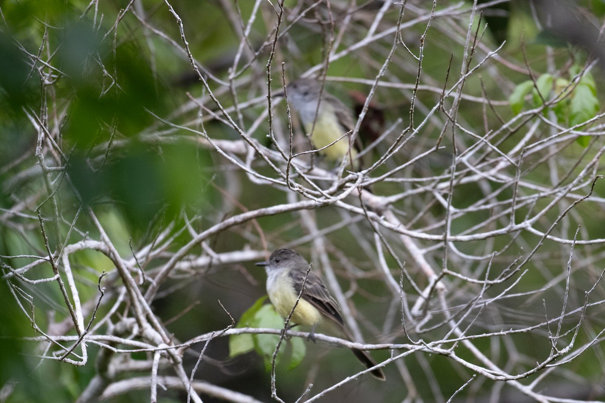 Swainson's Flycatcher - ML620494027