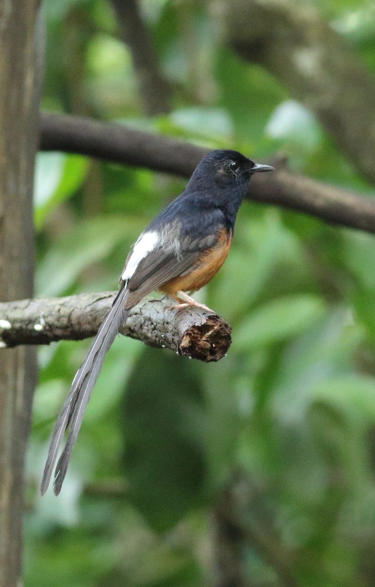 White-rumped Shama - ML620494028