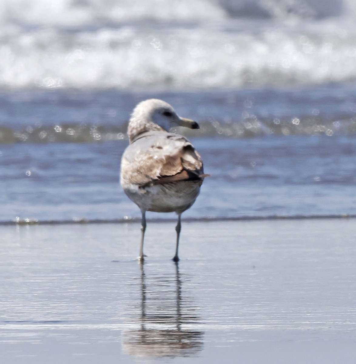 Gaviota Californiana - ML620494029