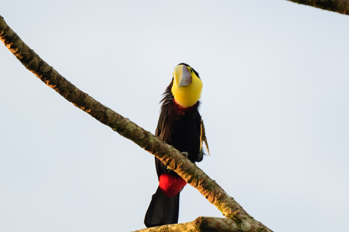 Yellow-throated Toucan - ML620494032