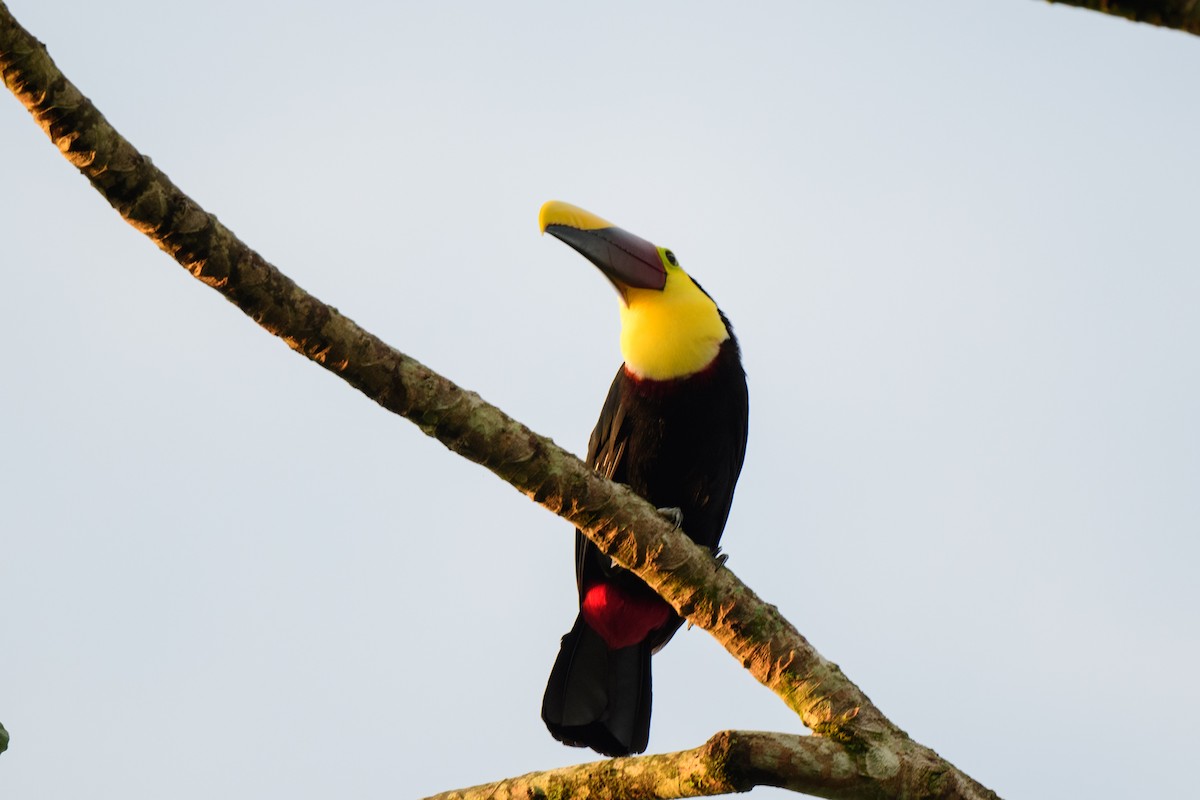 Yellow-throated Toucan - ML620494033