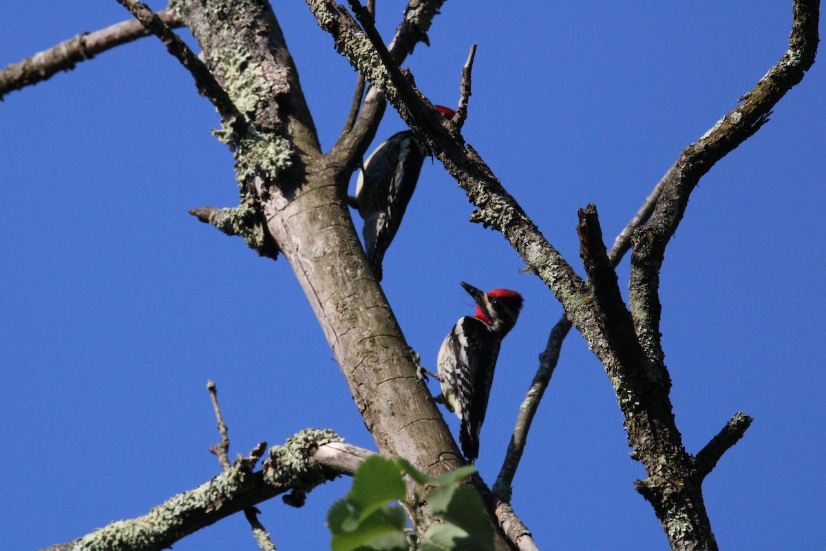 Yellow-bellied Sapsucker - Kevin Wistrom