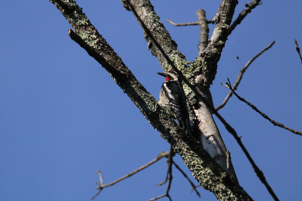 נקר צהוב-בטן - ML620494036