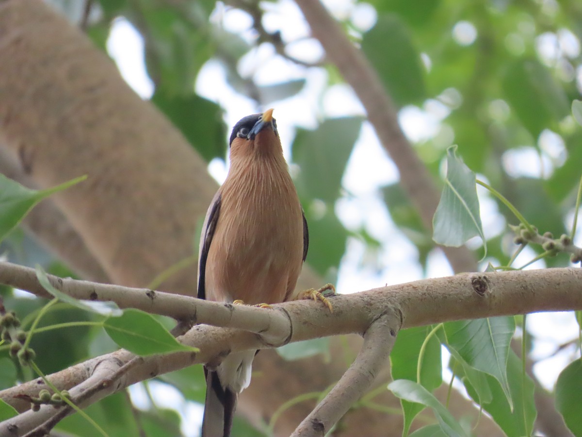 Brahminy Starling - ML620494037