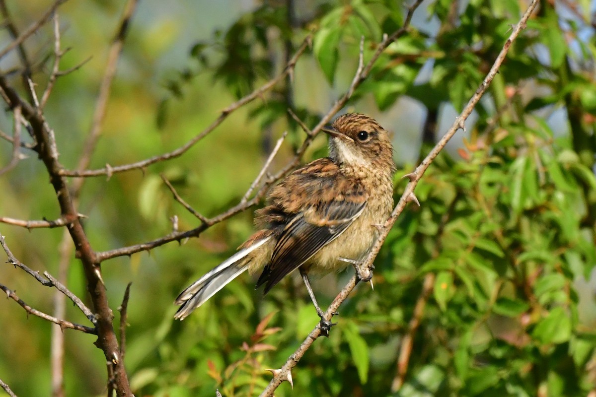 Gray Bushchat - ML620494042