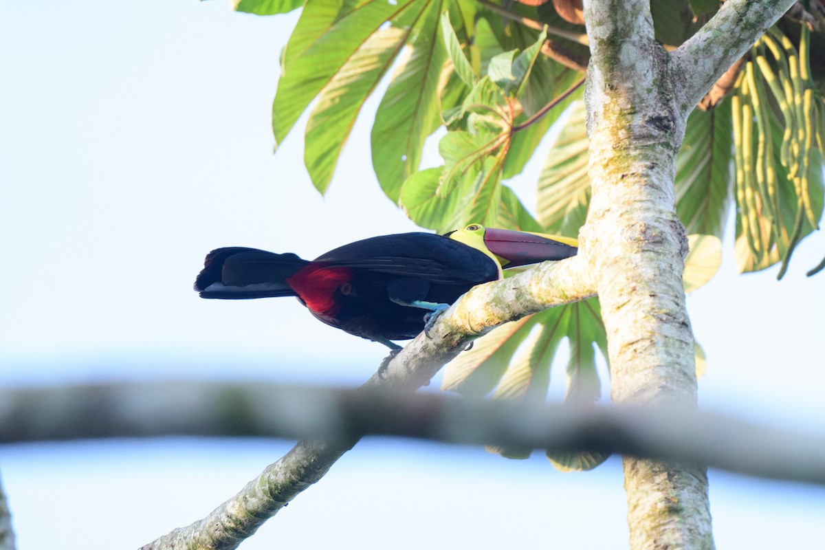 Yellow-throated Toucan - John Kuenzli