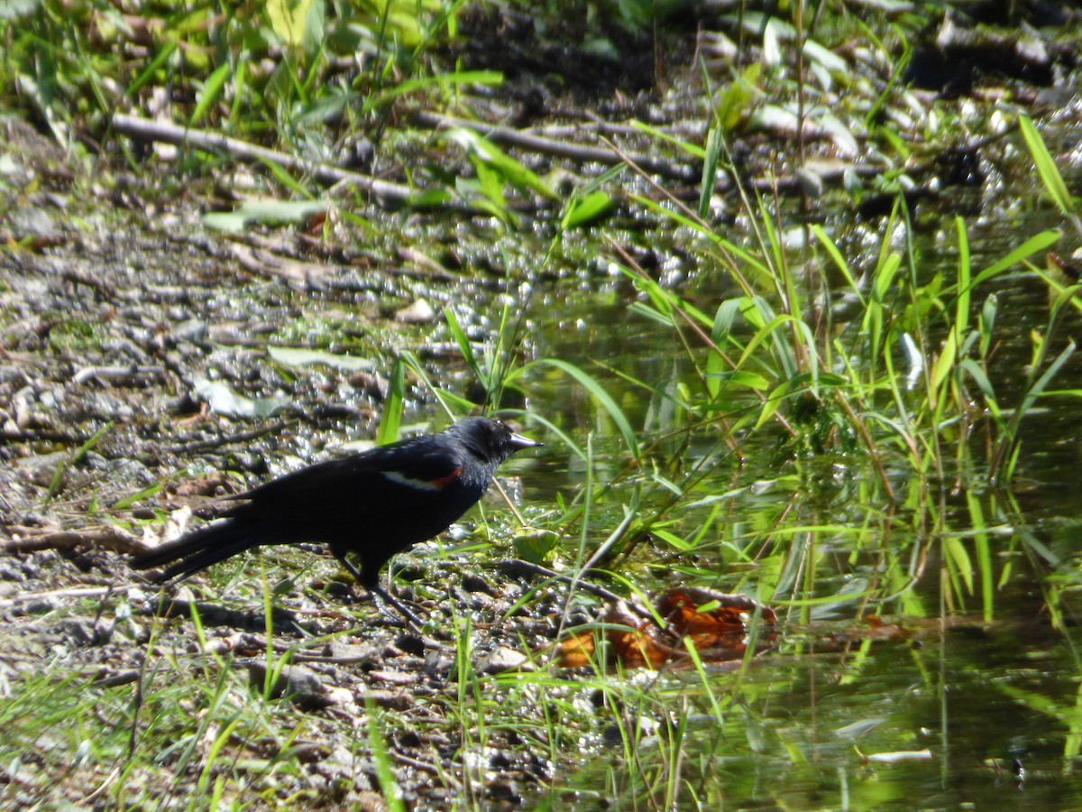 Red-winged Blackbird - ML620494048