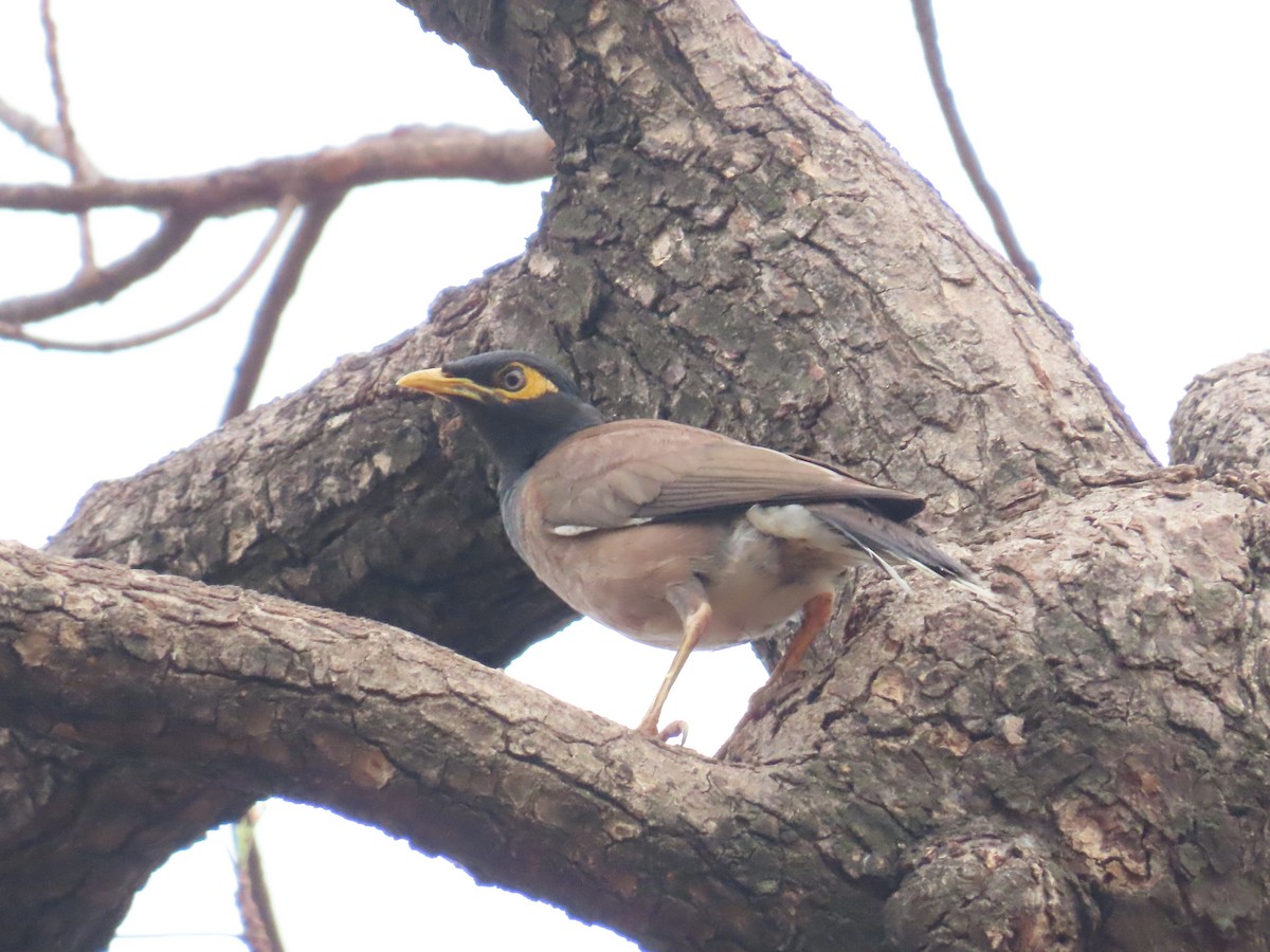 Common Myna - ML620494052