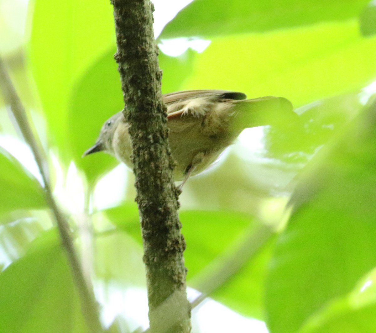 Brown-cheeked Fulvetta - ML620494054