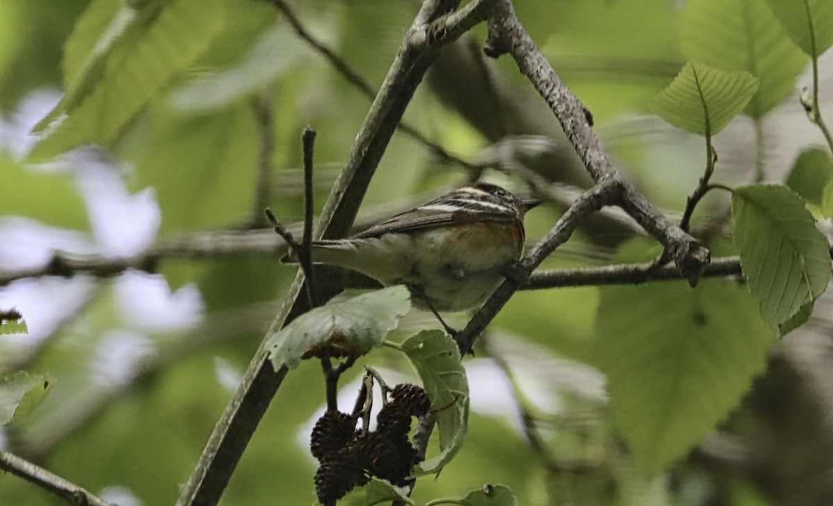 Bay-breasted Warbler - Douglas Hall