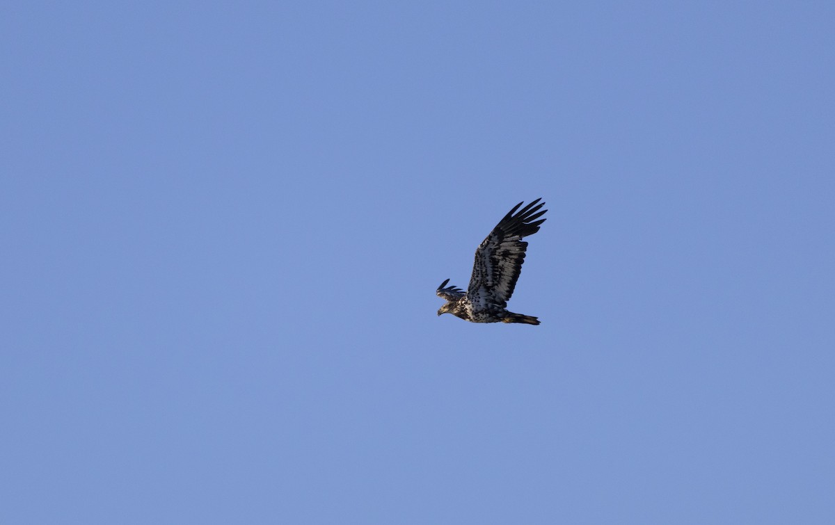 Bald Eagle - ML620494068