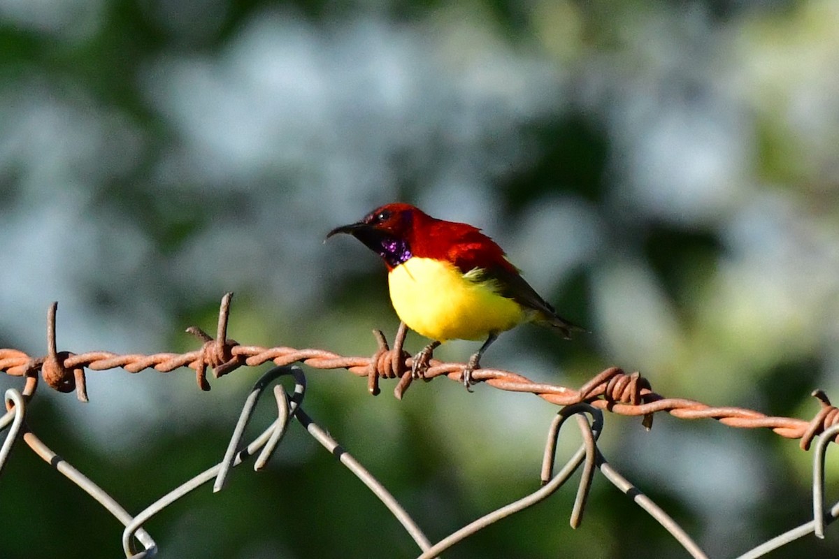 Mrs. Gould's Sunbird - ML620494072