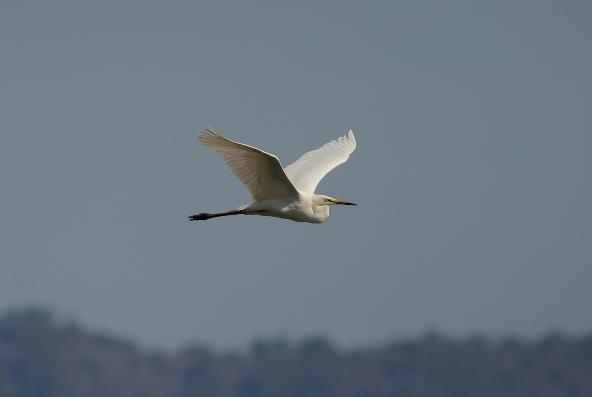 Great Egret - ML620494074