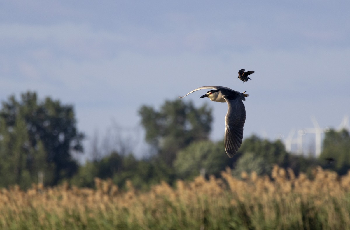 Black-crowned Night Heron - ML620494075