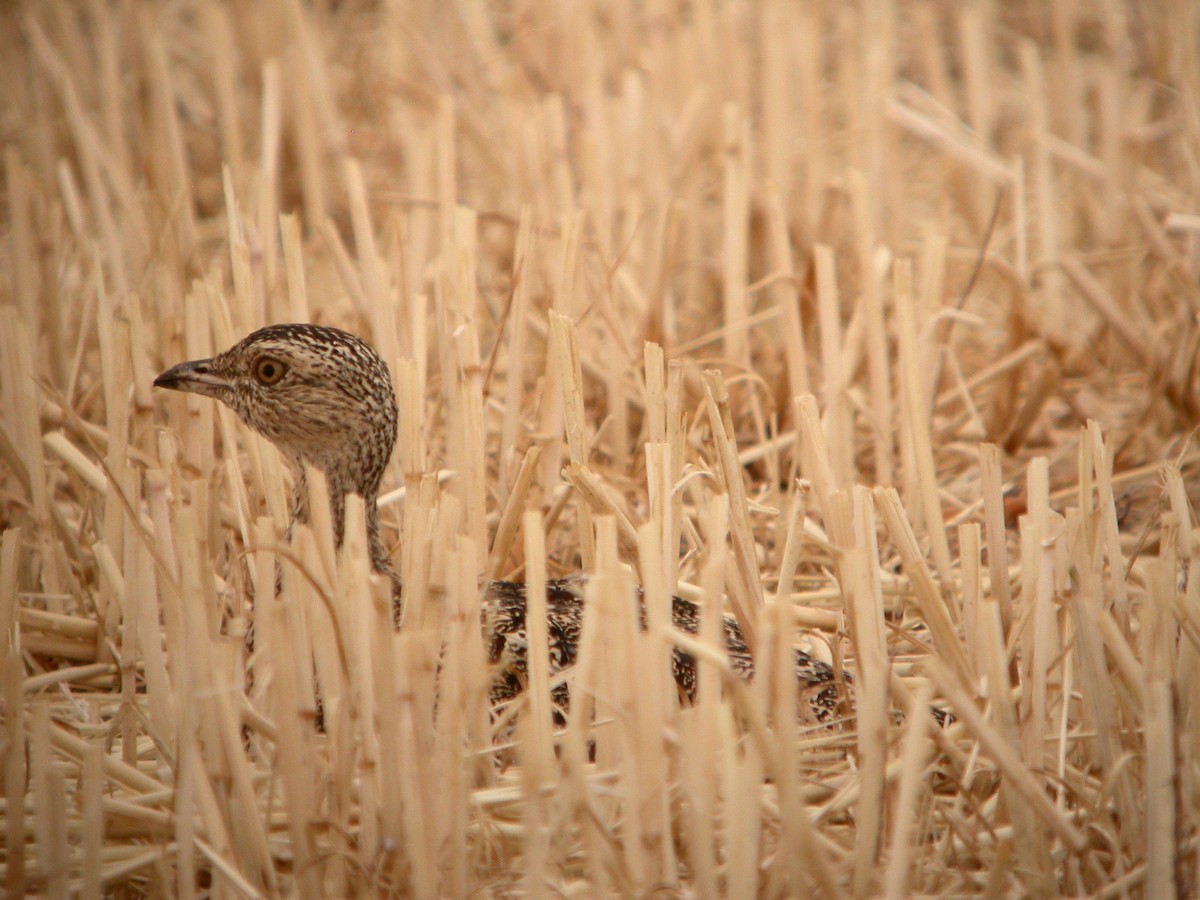 Little Bustard - ML620494076