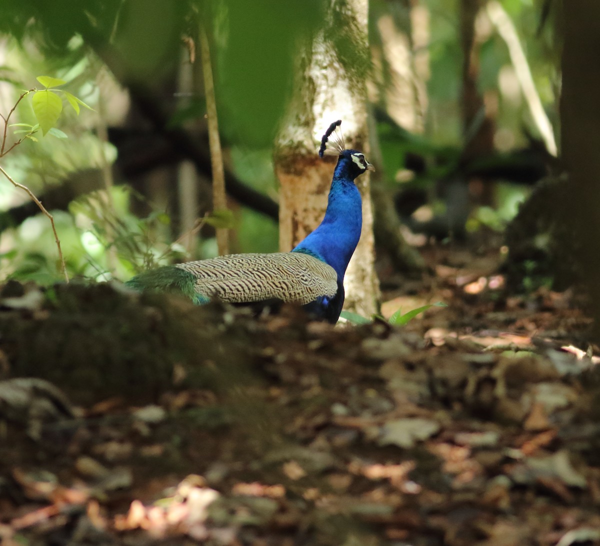 Indian Peafowl - ML620494077