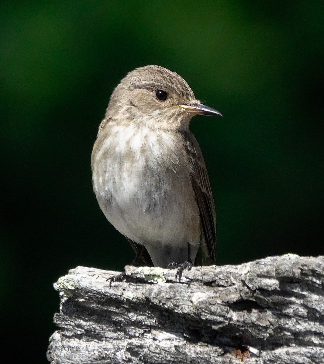 Spotted Flycatcher - ML620494078