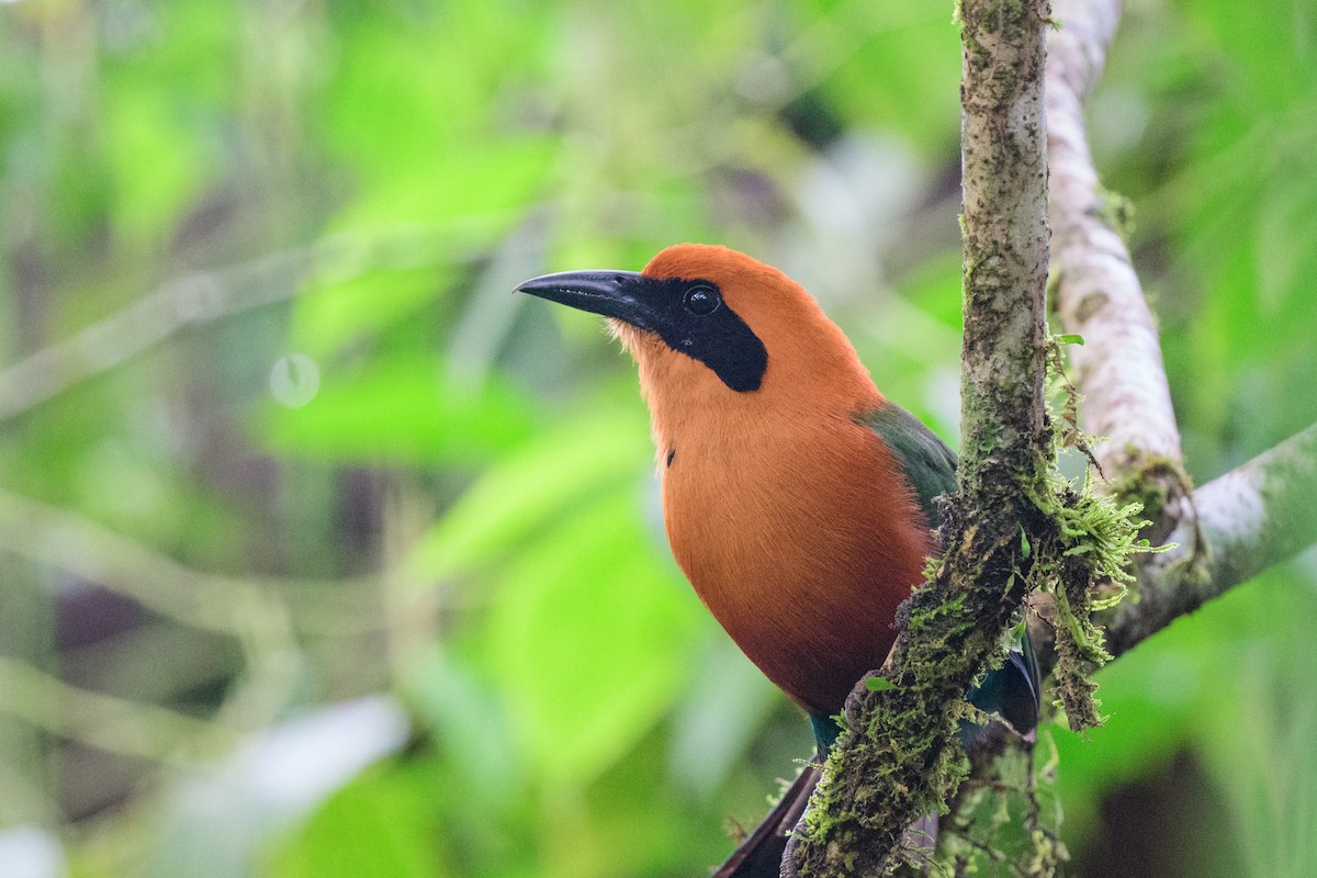 Kızıl Motmot - ML620494080