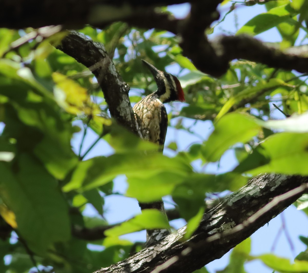 Black-rumped Flameback - ML620494092