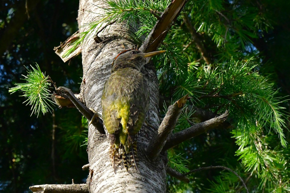 Scaly-bellied Woodpecker - ML620494099