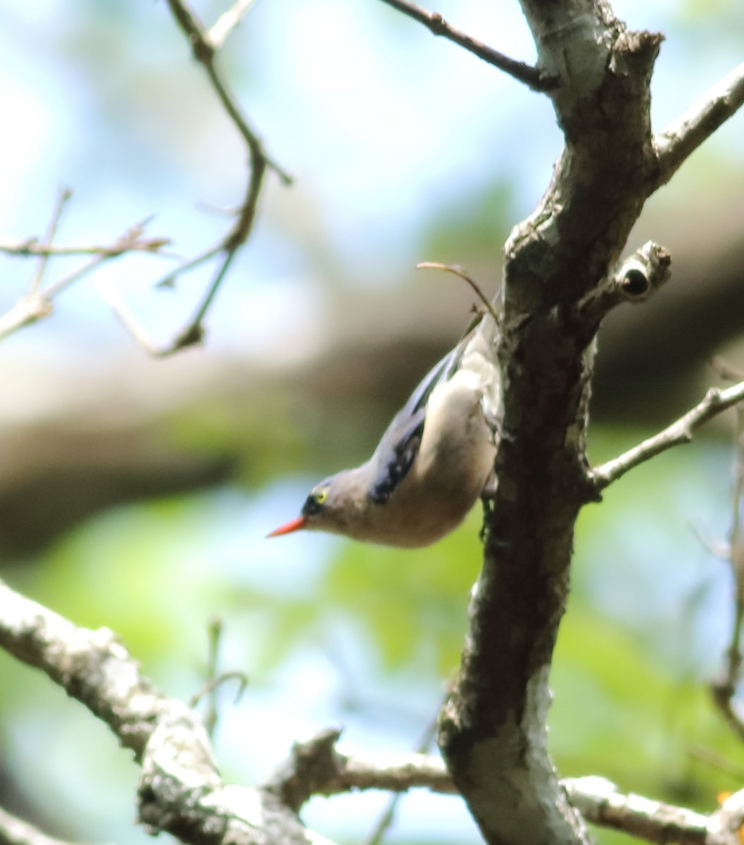 Velvet-fronted Nuthatch - ML620494110
