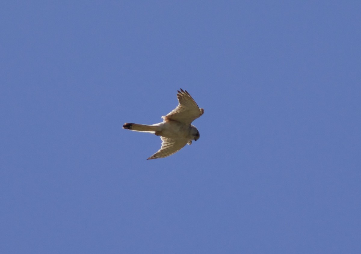 Nankeen Kestrel - ML620494111