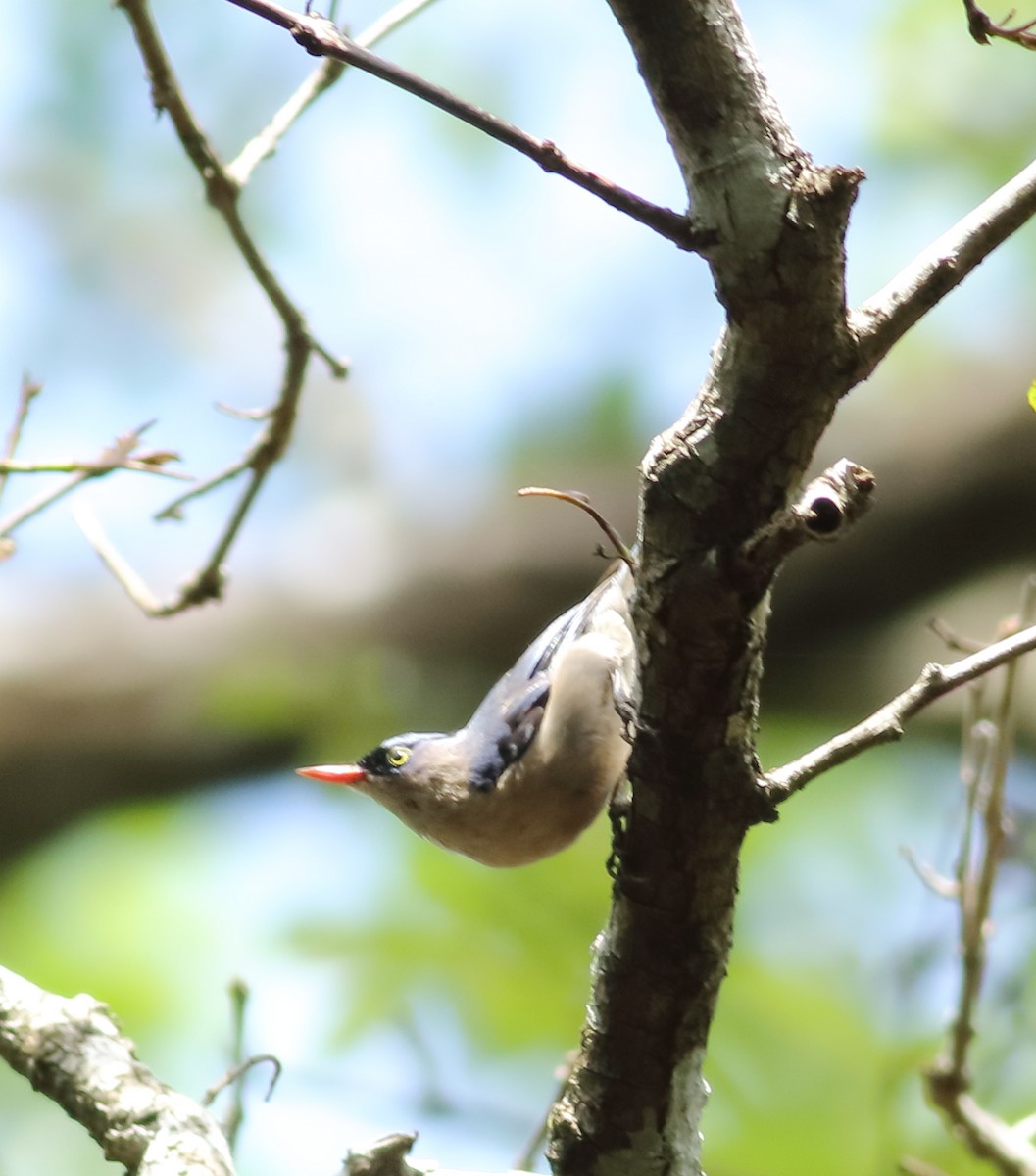 Velvet-fronted Nuthatch - ML620494112