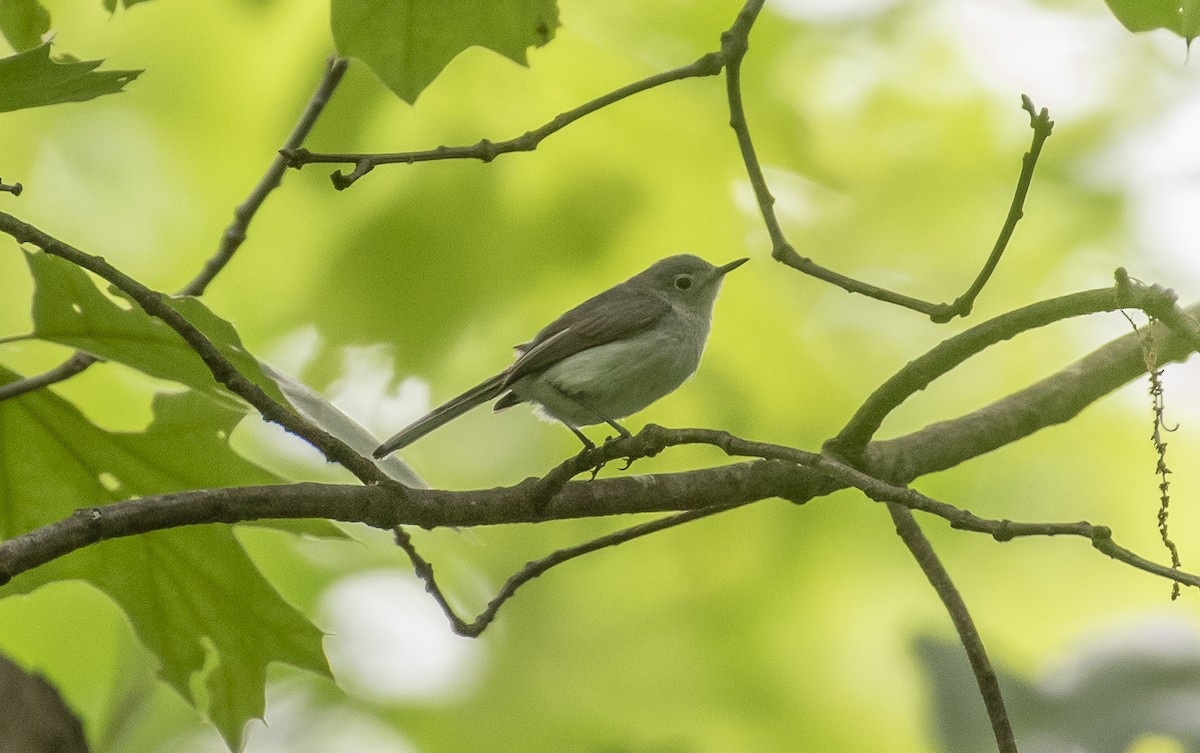 Blue-gray Gnatcatcher - ML620494114