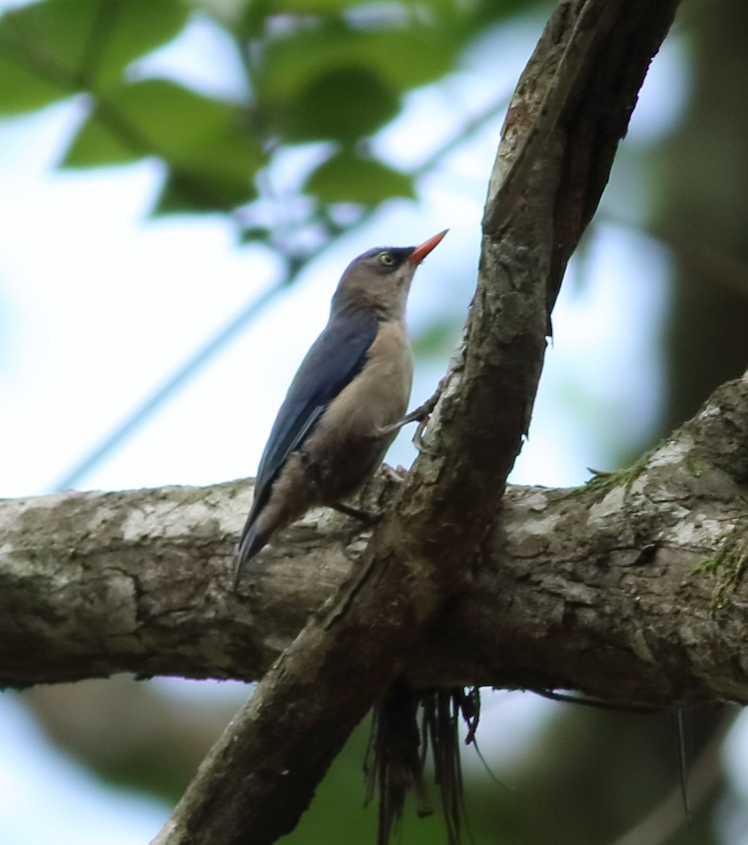 Velvet-fronted Nuthatch - ML620494117