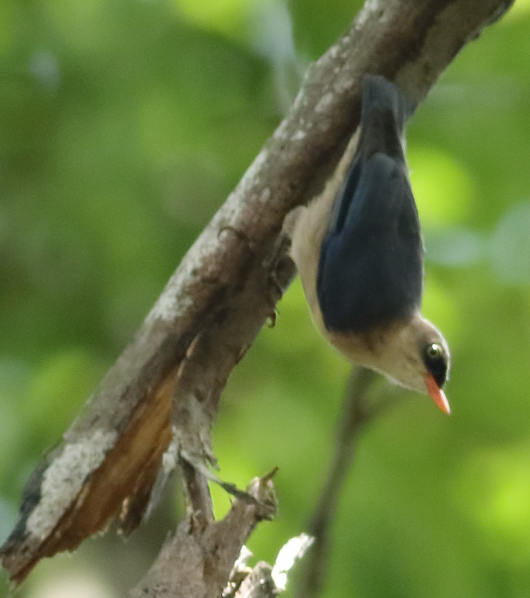 Velvet-fronted Nuthatch - ML620494121