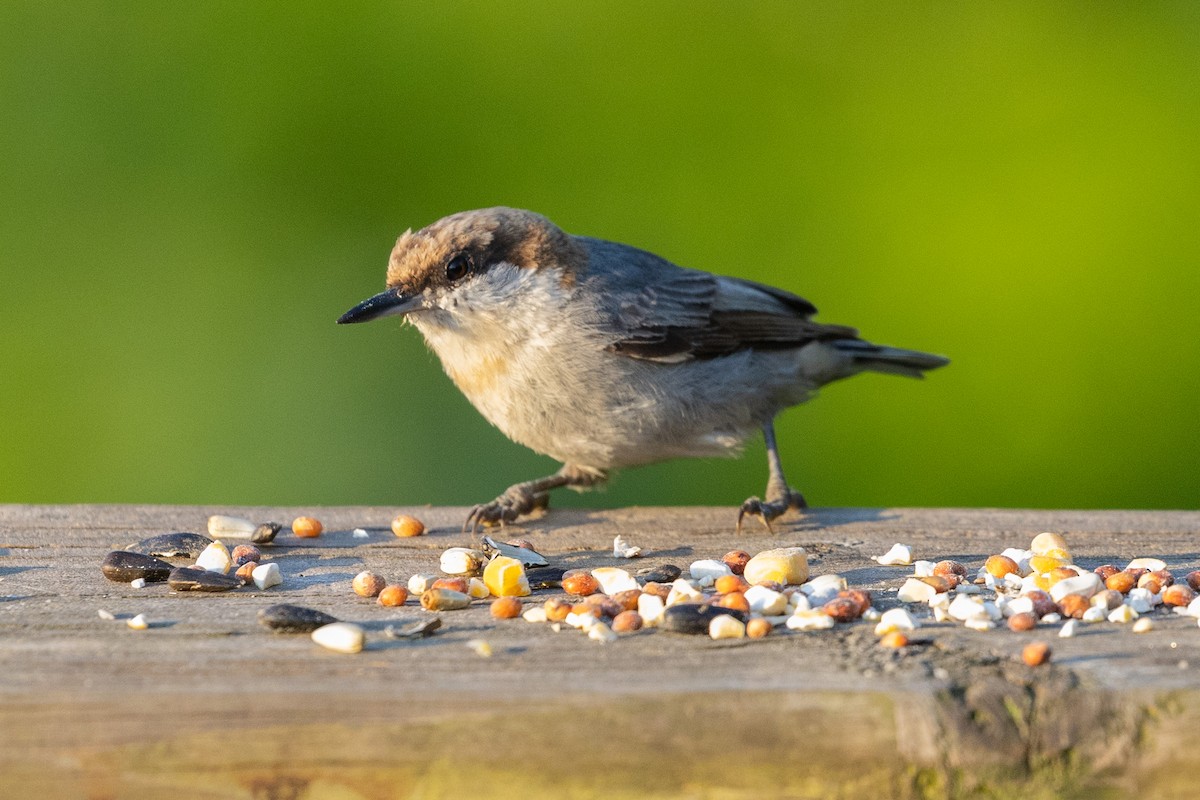 Brown-headed Nuthatch - ML620494124