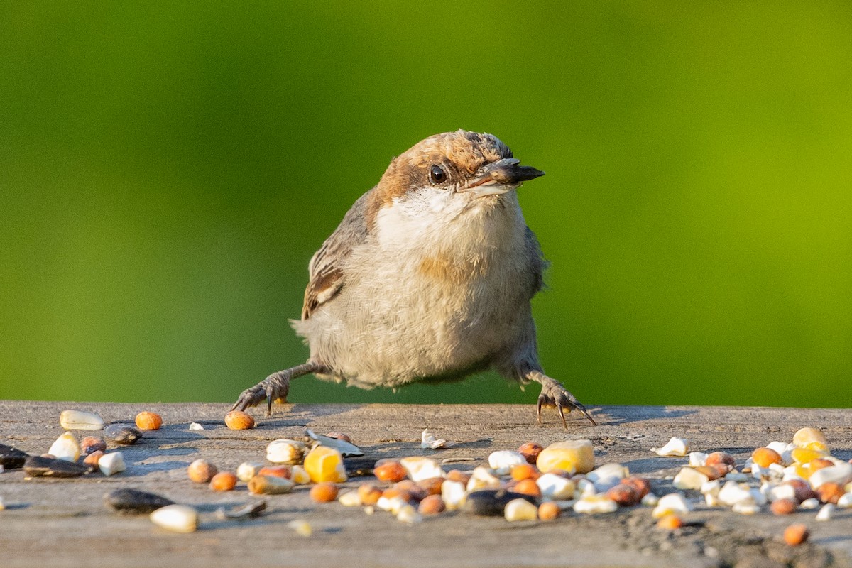 Brown-headed Nuthatch - ML620494125