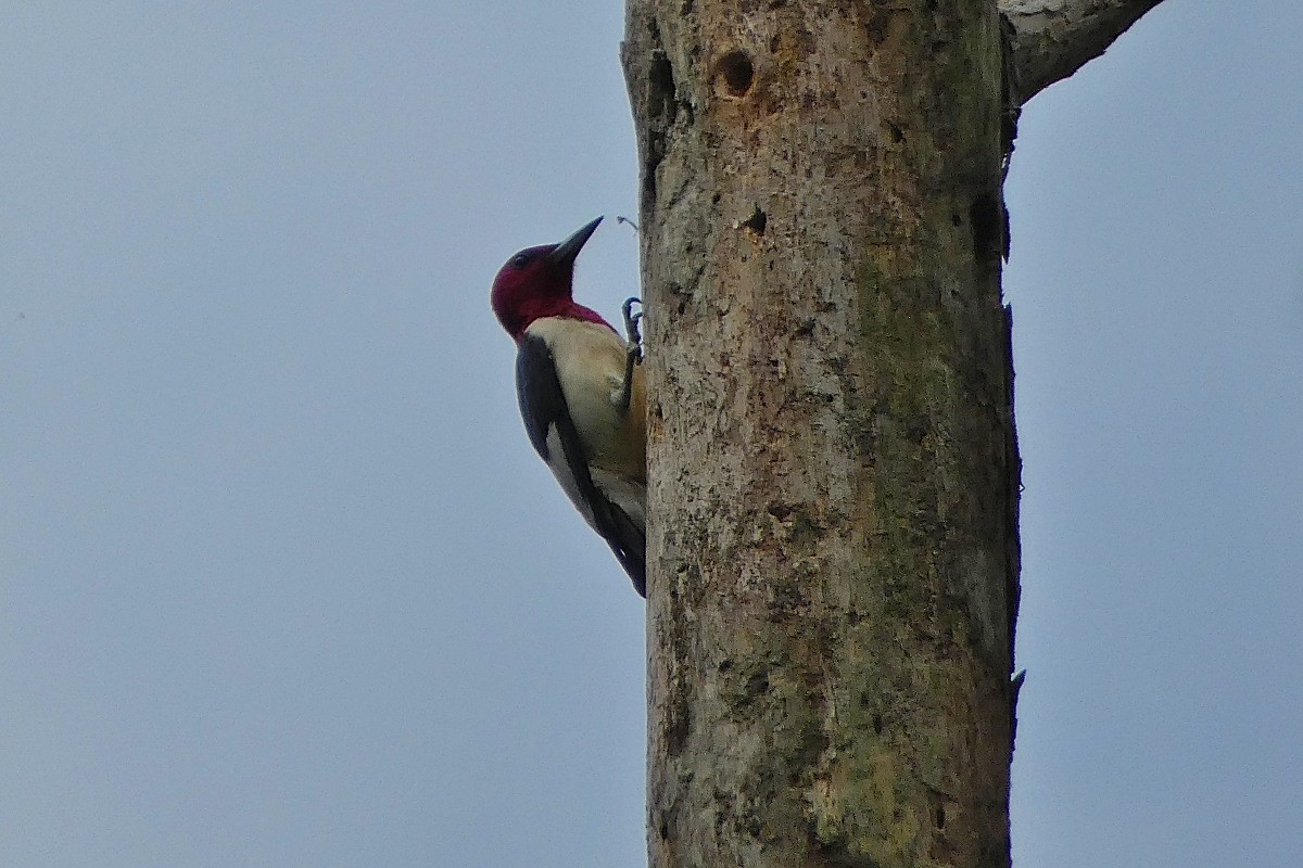 Red-headed Woodpecker - ML620494131